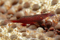 found in Lembeh; d200 by Thomas Lueken 
